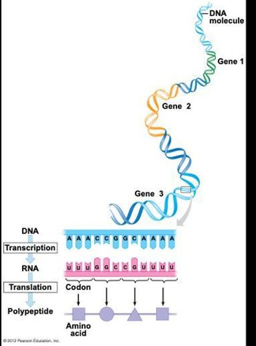 <p>Flow of genetic information: DNA → RNA → protein.</p>