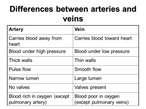 -Arteries have *thick walls* to withstand the pressure of blood pumped by the hearts.
-Veins have *walls with a thinner muscle layer and larger lumen.* *valve*