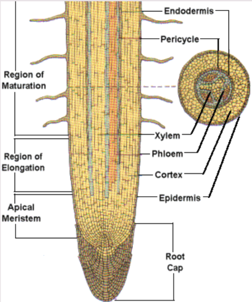 <p><strong>Primary root</strong>: main/most important root in some plants.</p><p><strong>Secondary root</strong>: roots that branch out from the primary root.</p><p><strong>Apical meristem</strong>: found at the root tip where new cells develop.</p><p><strong>Root cup</strong>: covers apical meristem and protects if from damage as it passes thru coarse soil particles.</p><p><strong>Epidermis</strong>: skin cells that protect the surface of the root. Can grow <strong>root hairs</strong>: long hair-like projections which increase SA of root for more water uptake.</p>