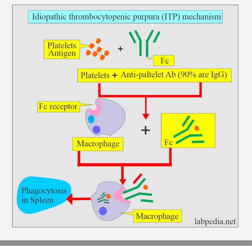 <p><strong>IgG antibodies</strong><span> target </span><strong>platelet antigens</strong><span> (commonly </span><strong>GPIIb/IIIa</strong><span>), marking them for destruction.</span></p>
