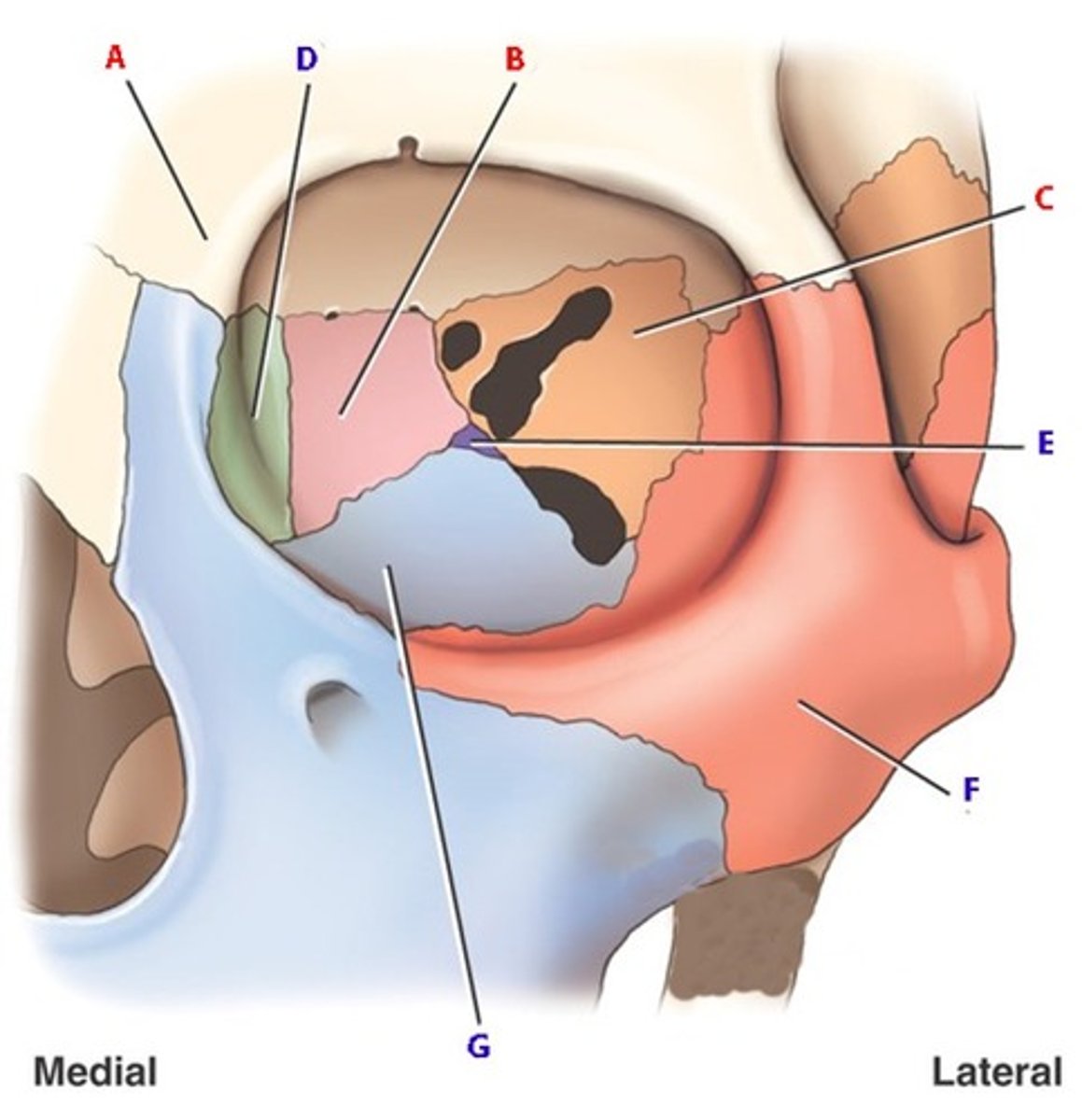 <p>what bone is F</p>