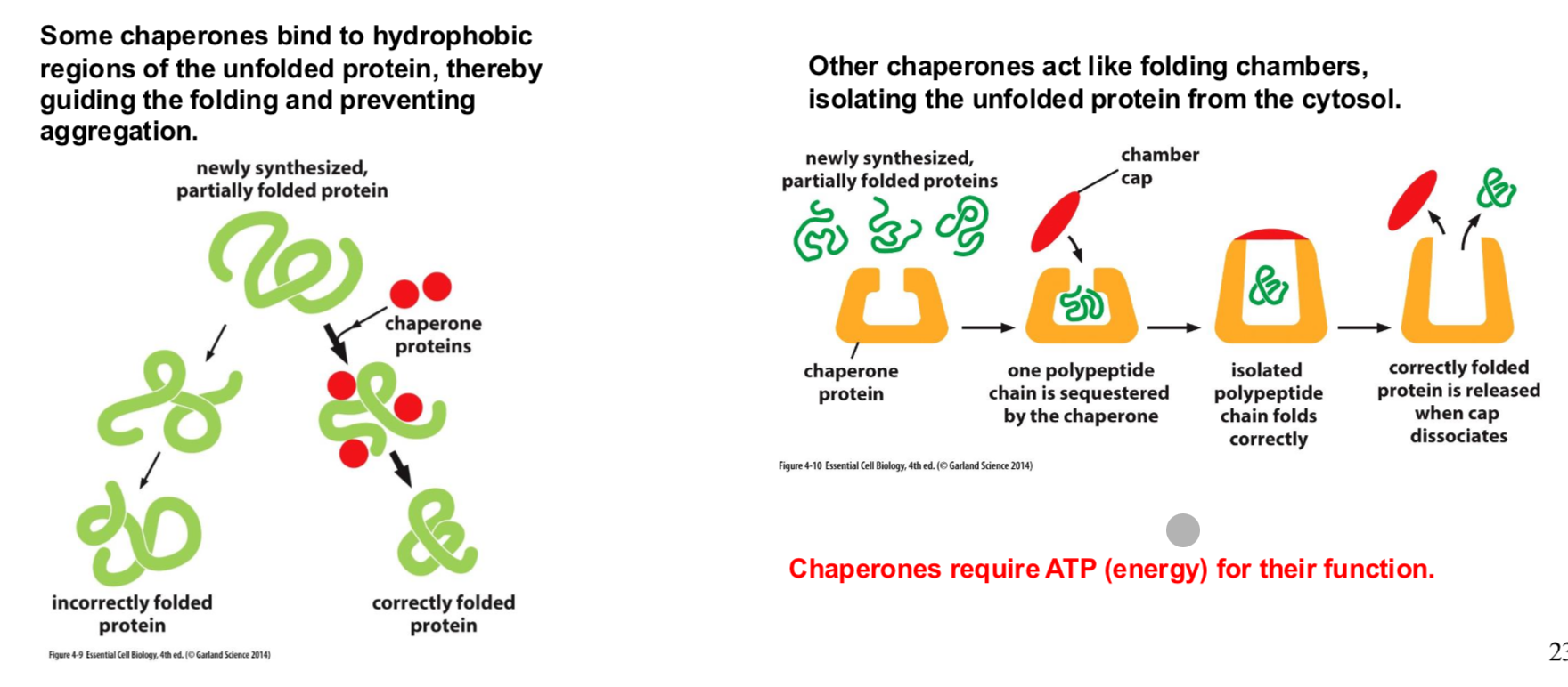 <p>Help prevent protein aggregation and help the protein properly fold.</p><p></p>