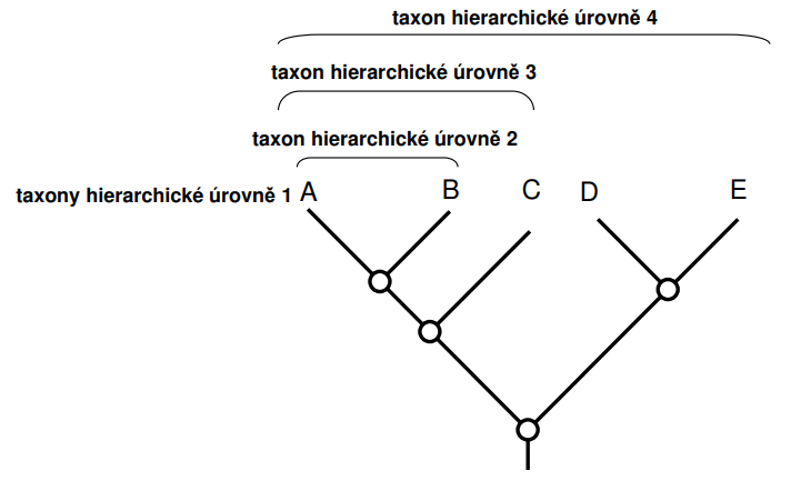 <p>Velký počet hierarchických úrovní vede k tomu, že se fylogenetická systematika (kladistika) vyhýbá (či přímo odmítá) užívání tradičních (linnéovských) hierarchických úrovní systému pro taxony nadřazené rodu (ten vyžaduje mezinárodní kód zoologické nomenklatury). Není totiž jasné, které úrovně přiřadit kategoriím jako jsou třídá, řád či kmen; vzájemná pozice různých skupin (vývojových větví = „kládů“) je při použití tradičních úrovní nesouměrná a do značné míry libovolná. Při znázornění fylogenetického diagramu patří recentní druhy do jedné (té nejvyšší) roviny.</p>