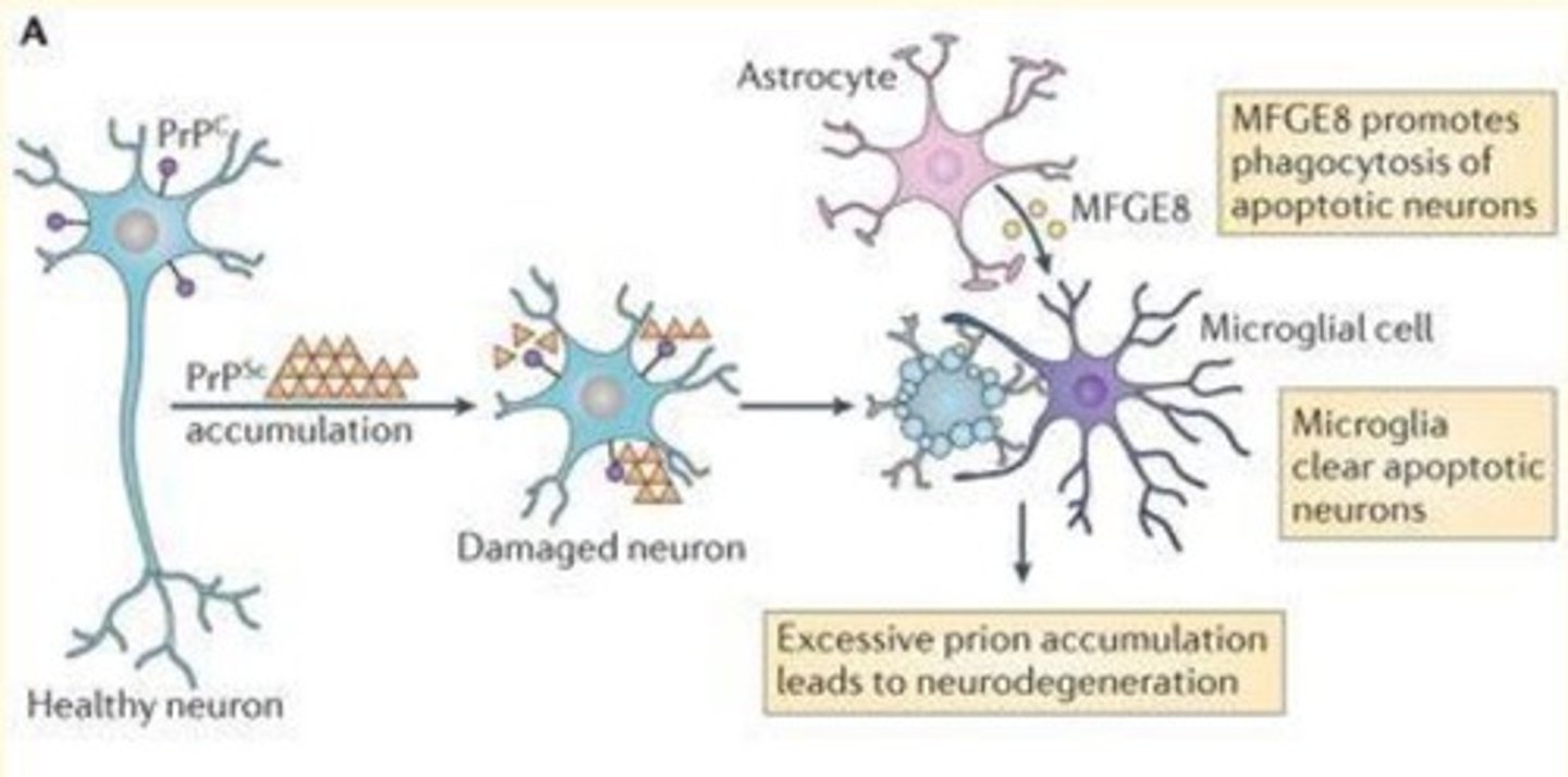 <p>1) PrPSc is cytotoxic - it accumulates in cells causing damage to neurons </p><p>2) Excess prion accumulation leads to neurodegeneration </p><p>3) MFGE8 secreted by astrocytes - promotes the phagocytosis of apoptotic neurons</p><p>4) Microglia clear apoptotic neurons </p>