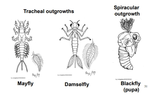 <ul><li><p>Aquatic insects have evolved different gill adaptations depending on their environment and life stage.</p></li><li><p>Tracheal outgrowths (like in mayflies/damselflies) directly connect water-borne oxygen to the tracheal system.</p></li><li><p>Spiracular outgrowths (like in blackfly pupae) connect external spiracles to the water for efficient diffusion.</p></li></ul><p></p>