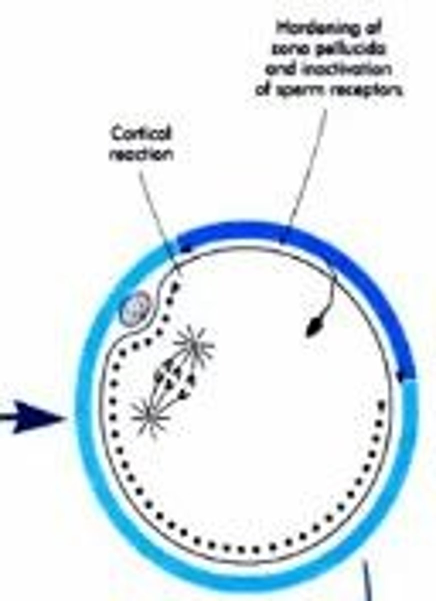 <p>The bursting of cortical granules that releases chemicals into the perivitelline space, contributing to the formation of the fertilization envelope.</p>