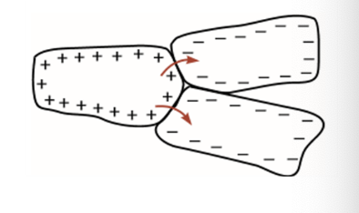
1. __**pacemaker**__
   * Autorhythmic cells (“automaticity“)
   * spontaneously contract
   * SA node, some fibers in AV node, bundle of His, purkinje fibers

     \
2. __**non-pacemaker cells**__
   * bulk of heart 
   * basic contractile myocytes
   * depolarization is induced by adjacent cells depolarizing