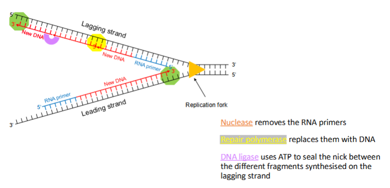 <ul><li><p><strong>DNA-polymerase III</strong> voegt nucleotiden toe aan het 3’-uiteinde van de primer.</p></li><li><p>De nieuwe streng wordt complementair aan de template streng.</p></li><li><p>DNA-polymerase werkt <strong>alleen 5’ → 3’</strong>, waardoor de synthese op de strengen verschillend verloopt:</p><ul><li><p><strong>Leading strand:</strong> continu synthese.</p></li><li><p><strong>Lagging strand:</strong> discontinu synthese, in <strong>Okazaki-fragmenten</strong>.</p></li></ul></li><li><p><strong>Energie:</strong> nucleotiden zijn dNTP’s met drie fosfaatgroepen; bij binding komt energie vrij voor de fosfodi-esterbinding.</p></li></ul><p></p>