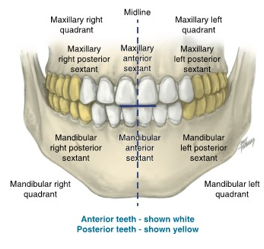 <ul><li><p>is based on the tooth within its quadrant</p></li><li><p>D for dentition (primary, permanent)</p></li><li><p>A for arch (maxillary or mandibular)</p></li><li><p>Q for quadrant (1st,2nd,3rd, or 4th)</p></li><li><p>and T for tooth type (molar, premolar, canine, incisor, etc)</p></li></ul><p>ex: (D) permanent, (A) mandibular, (Q) left (T) first premolar</p><p></p>