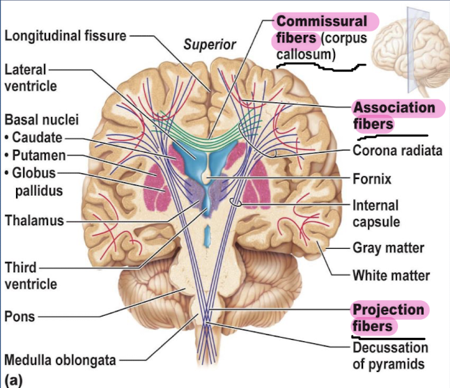 <p>neuronal tracts: axons in the white matter are grouped in bundles/fibers. </p><p>association fibers: connect different parts of the same hemisphere&nbsp;</p><p>commissural fibers: connect corresponding areas of the two hemispheres&nbsp;</p><p>projection fibers: link cerebral cortex to lower brain regions and spinal cord</p>