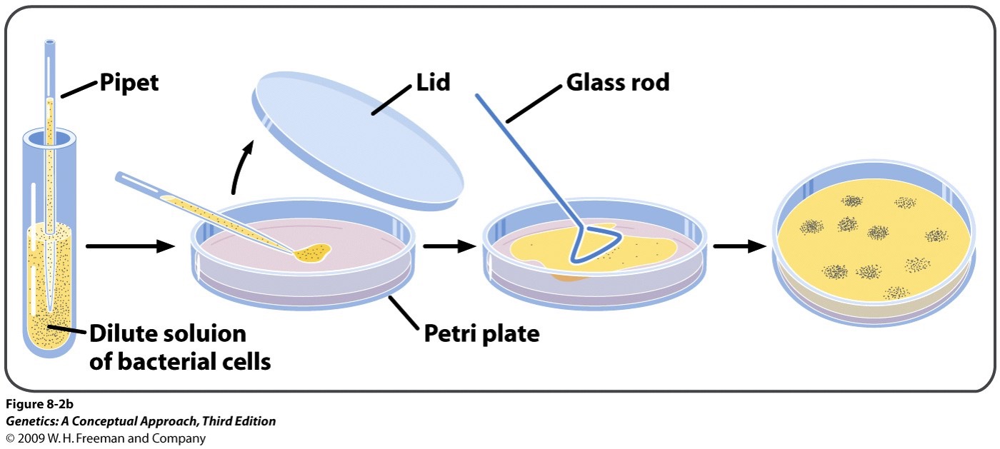Colonal - allows the isolation of clones of cells