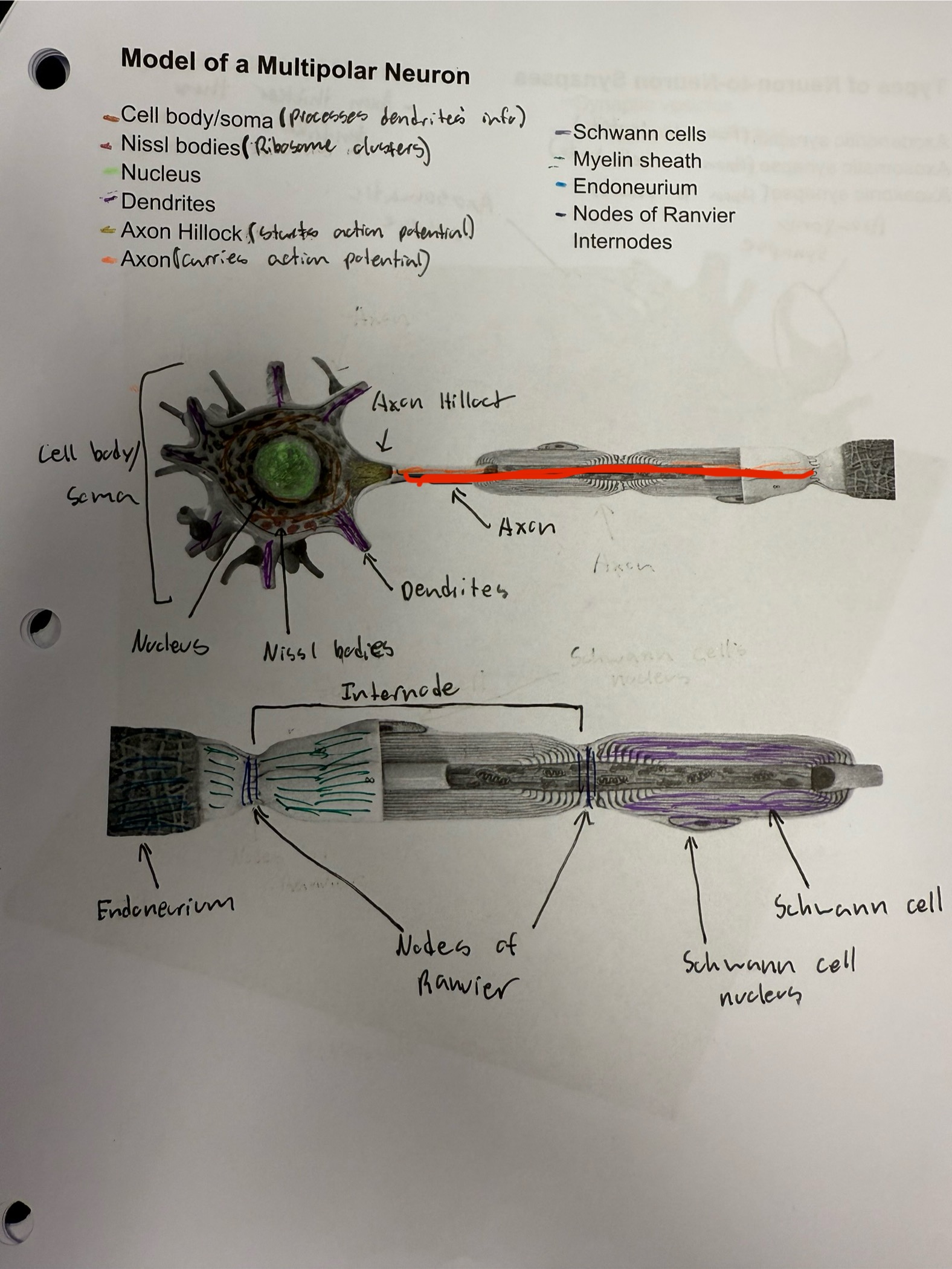 <ul><li><p>Tail like protrugen from cell body</p></li></ul><ul><li><p>Transmits action potential away from cell body</p></li><li><p>Produces ATP </p></li></ul><p></p>