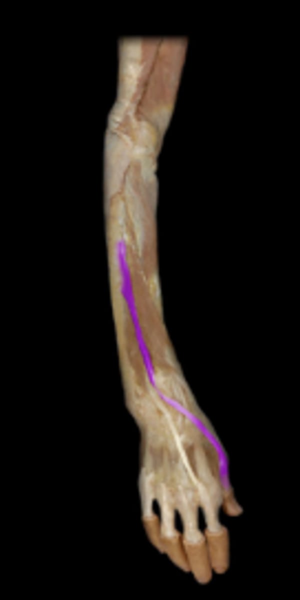<p>action: extends distal phalanx I. aids in extending proximal phalanx I and metacarpal I.</p>