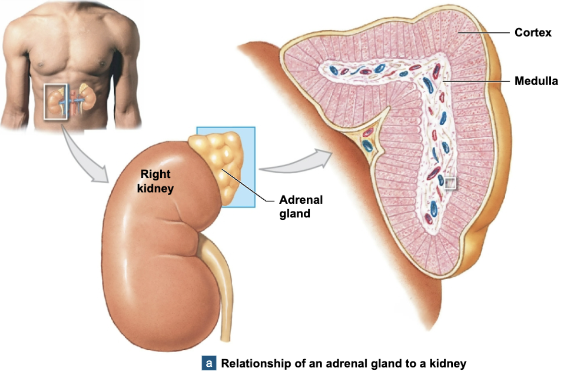 <p>the internally located part of the adrenal gland, which sits directly above kidneys</p><p>releases neurotransmitters epinephrine (adrenaline) and norephinephrine (noradrenaline) into bloodstream (no postganglionic neuron)</p>