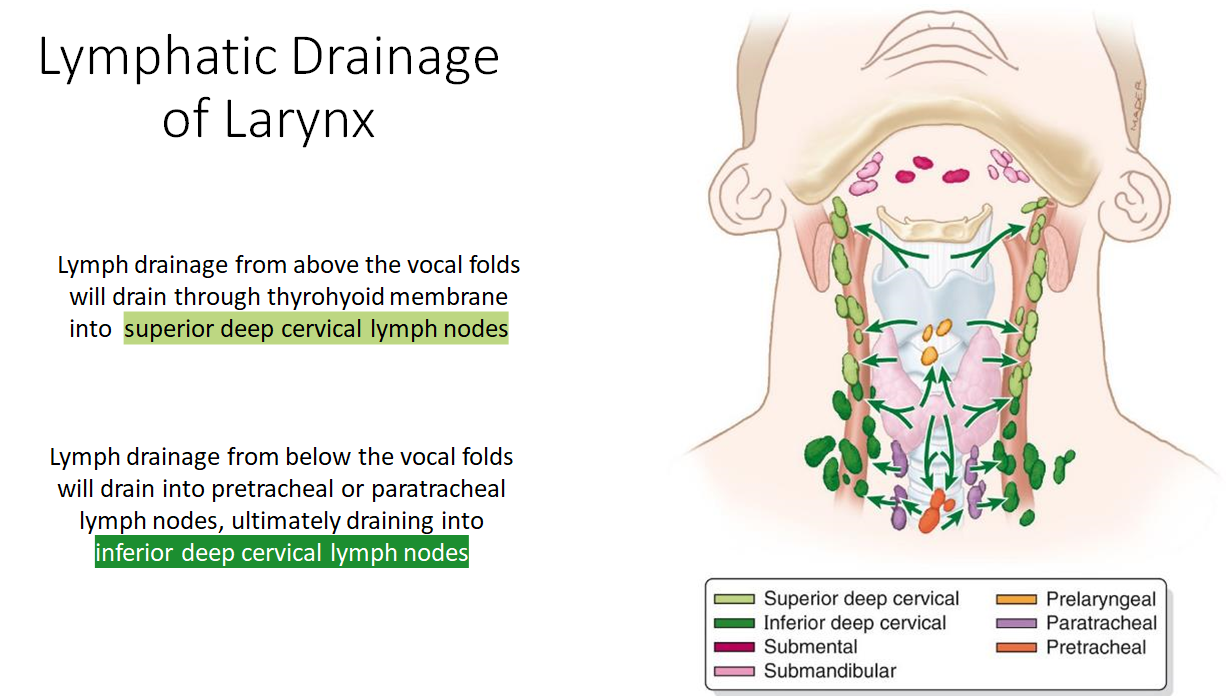 <ul><li><p>Above the vocal folds, lymph drains through the <strong>thyrohyoid membrane</strong> to <strong>superior deep cervical lymph nodes</strong>.</p></li><li><p>Below the vocal folds, lymph drains into <strong>pretracheal/paratracheal nodes</strong>, then to <strong>inferior deep cervical lymph nodes</strong>.</p></li></ul><p></p>