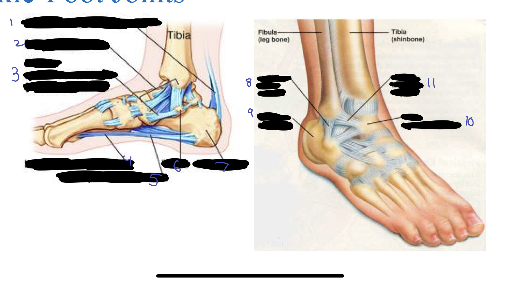 <ol><li><p>calcaneal (achilles) tendon</p></li><li><p>medial ligaments</p></li><li><p>plantar calcaneonavicular (spring) ligament</p></li><li><p>long plantar ligament</p></li><li><p>short plantar ligament</p></li><li><p>talus</p></li><li><p>calcaneus</p></li><li><p>calcaneofibular ligament</p></li><li><p>calcaneus (heel bone)</p></li><li><p>talus (major ankle bone)</p></li><li><p>anterior talofibular ligament</p></li></ol>