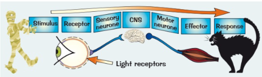 <p>Central nervous system (CNS)</p>