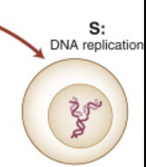 <p>2 centrosomes, chromosomes are decondensed, but there is double the amount</p>