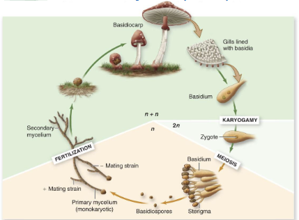 <p>Dikaryotic (N+N)</p>