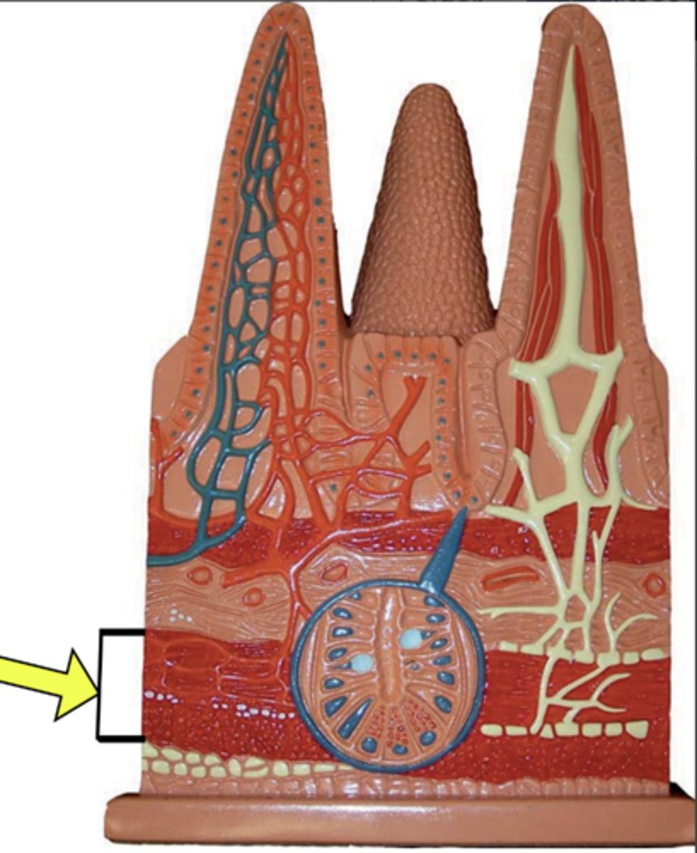 <p>Name this layer</p>