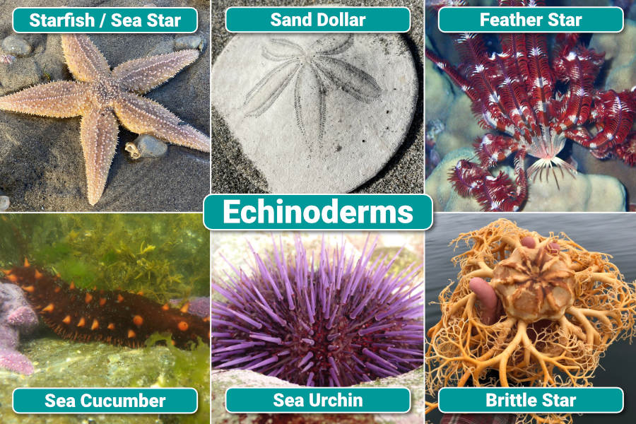 <p>Echinodermata</p>