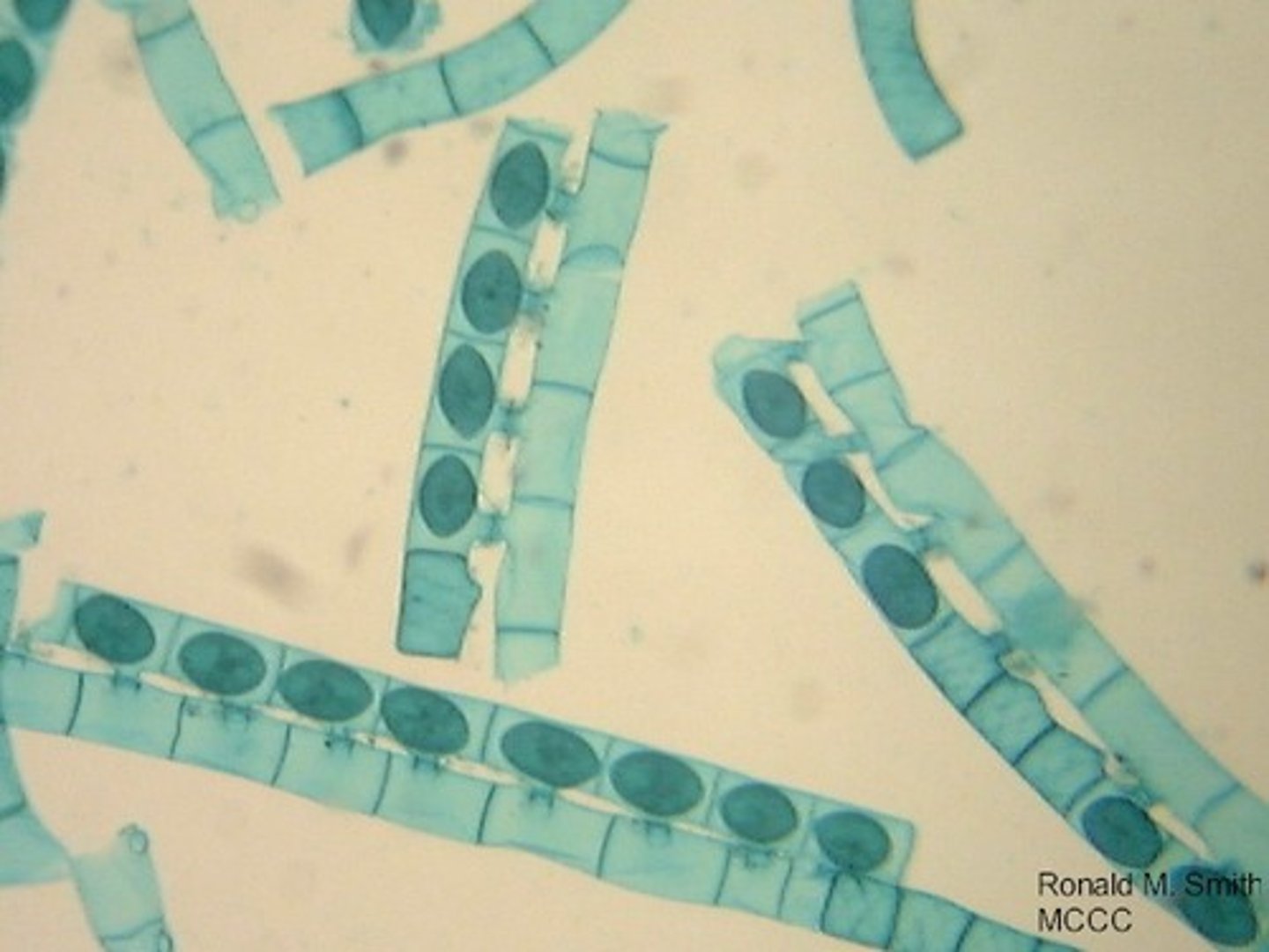 <p>Method of exchanging genetic material between two cells by direct contact.</p>