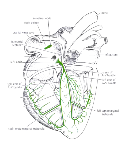 <p>SA and AV nodes - part of the impulse conducting system of the heart:</p><p>• Spontaneous contraction</p><p>• Location SA; AV nodes both in the right atrium</p><p>•AV bundle travels within the interventricular septum- directs the impulse to the apex (So therefore the ventricles contract first)</p><p>•Trabecula septomarginalis- (moderator band): papillary muscles associated with each AV valve receives impulse in advance of main contraction. More prominent feature of the right ventricle</p>
