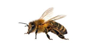 <p>bees (bijen)</p>