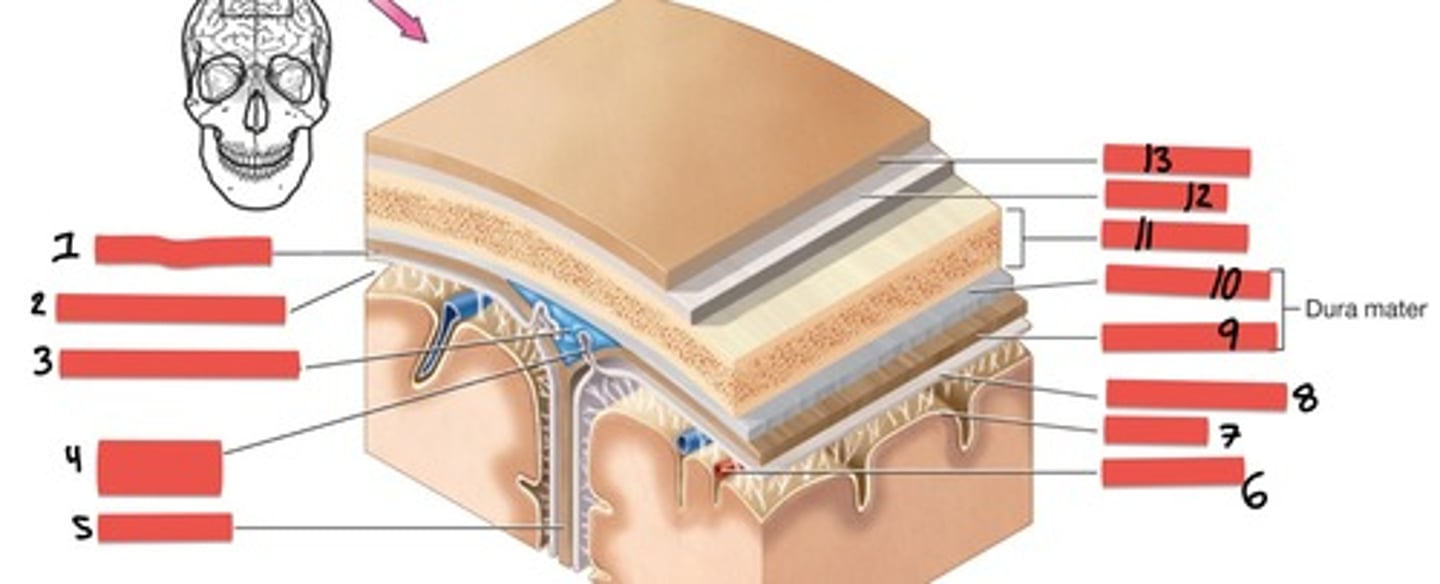 <p>(bones inside of skull) 11</p>