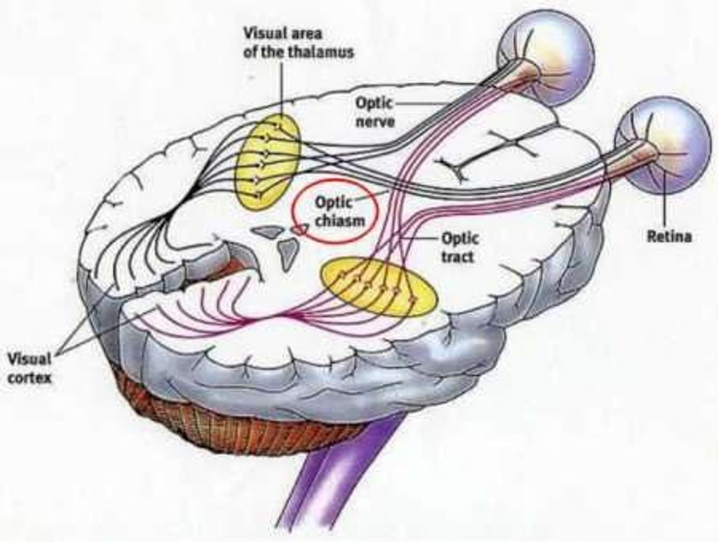 <p>Intrinsically photosensitive retinal ganglion cells (ipRGC).</p>