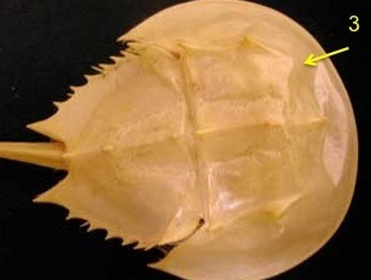 <p>protection, covers the cephalothorax</p>