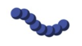<p>What is the name of this bacterial cell arrangement?</p>