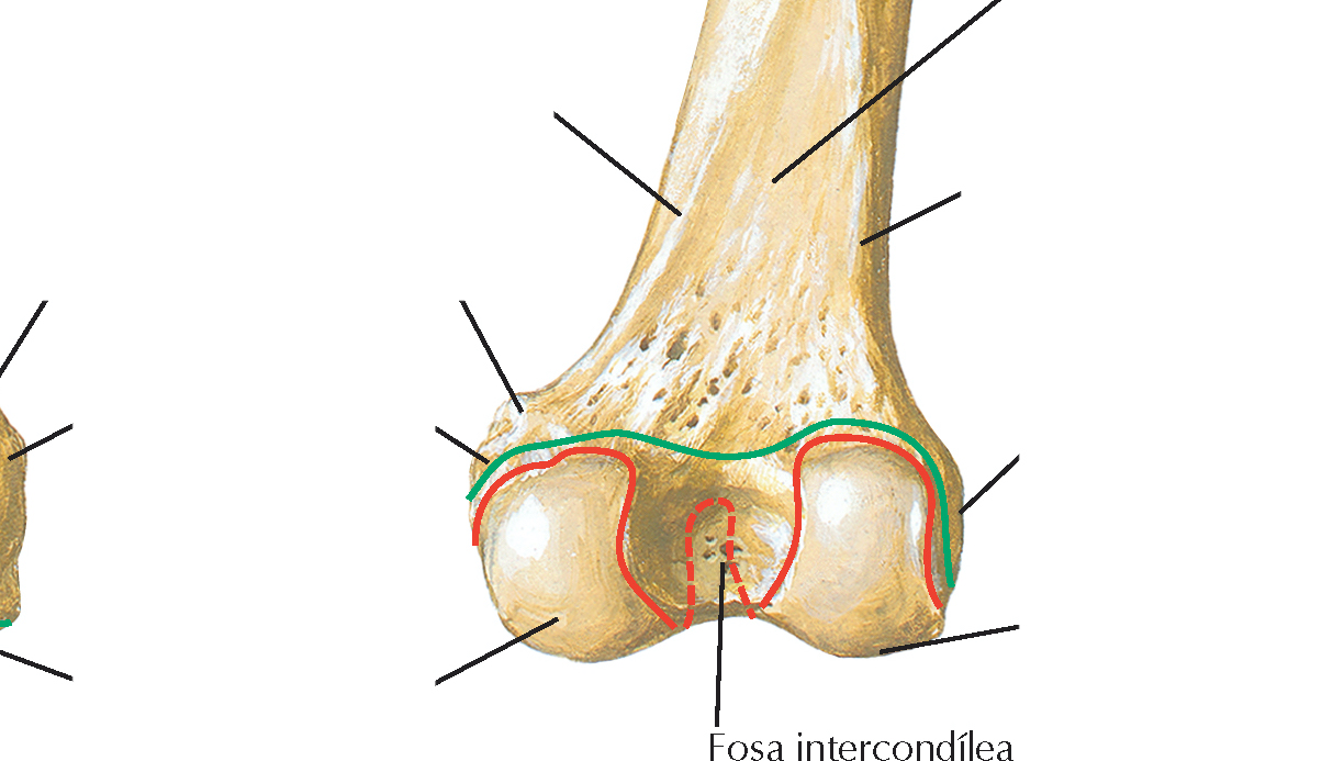 <p>Separa los cóndilos posterior e inferiormente</p>