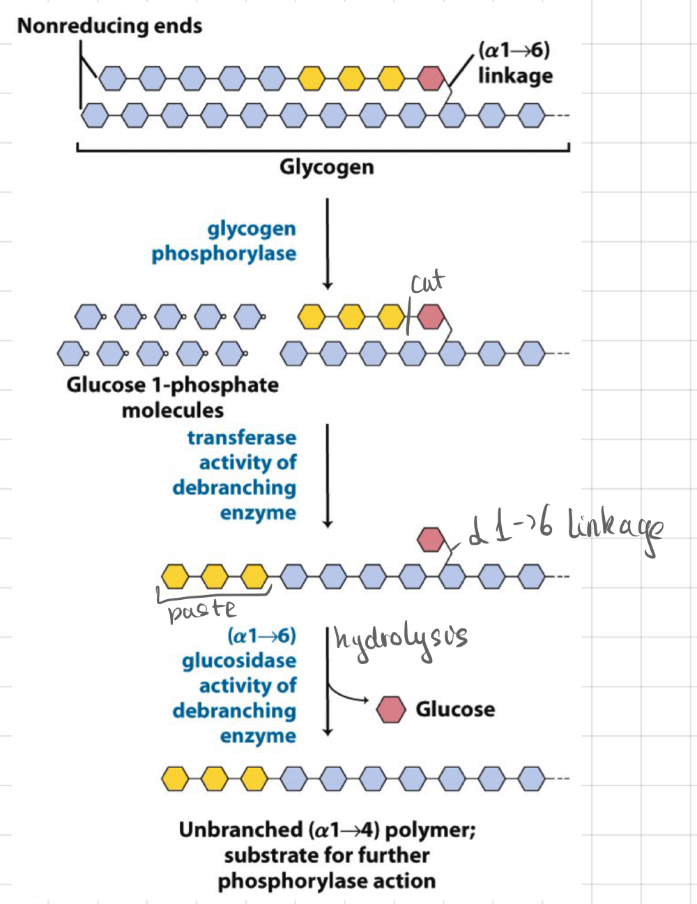 <ul><li><p><u><strong>Debranching enzyme</strong></u></p></li><li><p>At the branch points, a simple hydrolysis is used</p></li><li><p>≈ 10% of the glucose residues are released as glucose (<u>not</u> glucose 1-P)</p></li></ul>