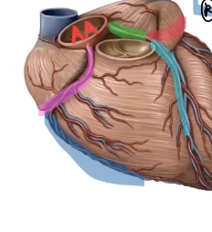 <p>what branch of the right coronary artery is highlighted in dark blue?</p>