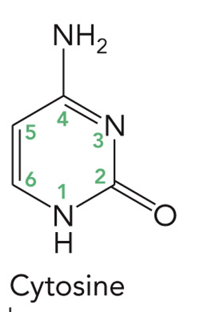 <p>C 2’- Hydrogen (H)</p><p>Base: Cytosine</p><p>Nucleoside: Deoxycytidine</p><p>Nucleotide: Deoxycytidine-5’-monophosphate or deoxycytidylate (dCMP)</p>