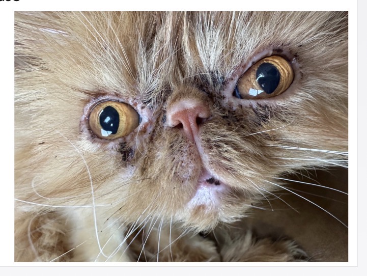 <p>Feline idiopathic facial dermatitis - Lesion moroholy </p>