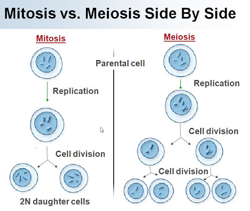 <p>Mitosis= Interphase, Prophase, Metaphase, Anaphase, Telophase</p><p>Meiosis= Interphase |, Prophase |, Metaphase |, Anaphase |, Telophase |, Prophase ||, Metaphase ||, Anaphase ||, Telophase ||</p>