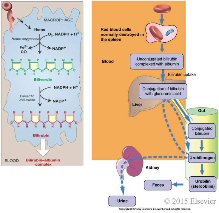 <p><strong>False</strong> - Biliverdin reductase helps to reduce biliverdin to become bilirubin and UDP-glucuronyltransferase helps conjugate bilirubin in the step afterwards</p>