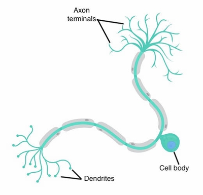 <p>Identify this neurone and its function</p>