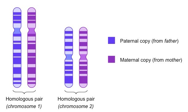 Homologous chromosomes are two chromosomes coding for the same trait.