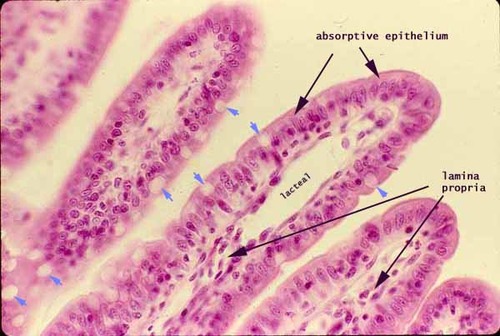 <p>Name the tissue</p>