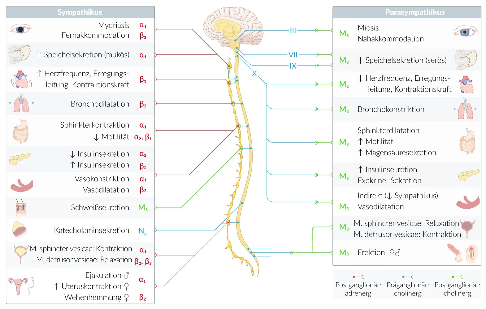 <p>A. Bronchospasm</p>