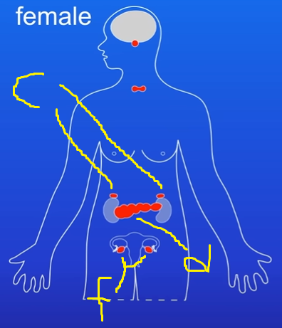 <p>Identify the name of the endocrine gland of c, d, f.</p><p>[3 marks] </p>