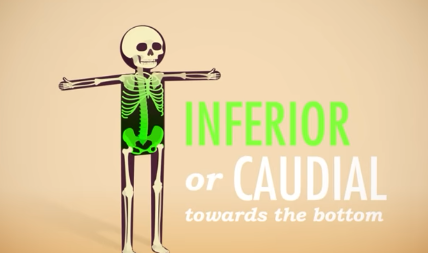 <p>Inferior/Caudial</p>