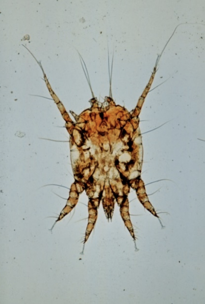 <p>what kind of mite</p>