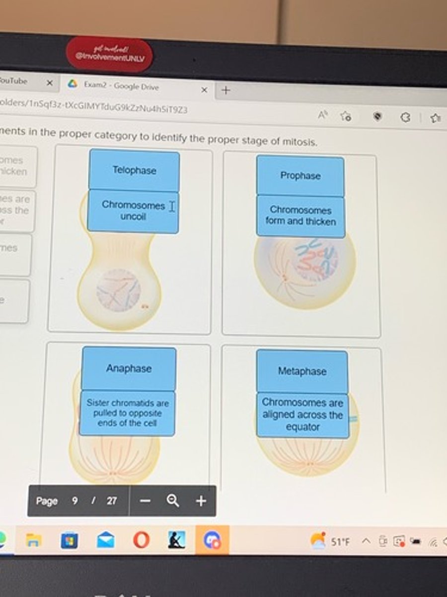 <p>stages of mitosis</p>