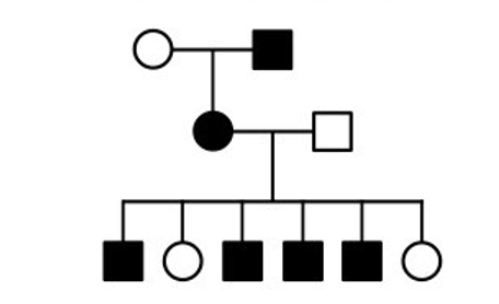 <p>-affected sons from affected mothers suggests x-linked recessive</p><p>-sex linkage cannot be confirmed</p>