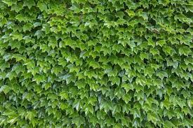 <p><span>Parthenocissus tricuspidata / Boston Ivy</span></p>