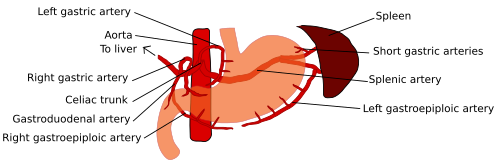 <p>C. Gan riêng (proper hepatic artery)</p>